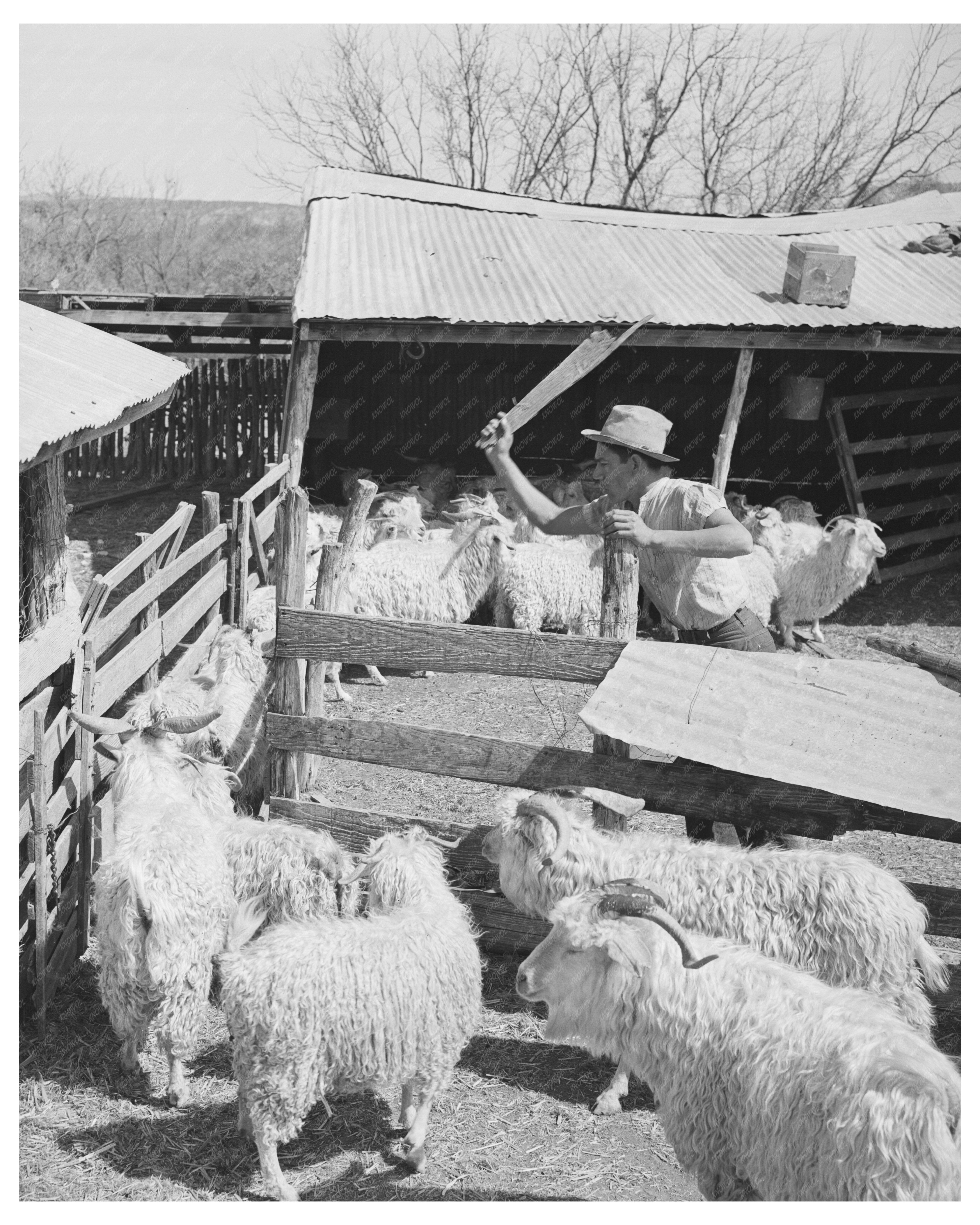 1940 Black and White Ranch Worker Guiding Goats in Texas