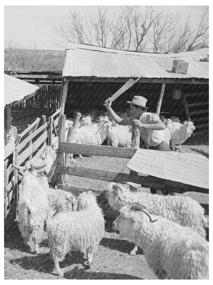 Goats Driven to Shearing Pen in Kimble County Texas 1940