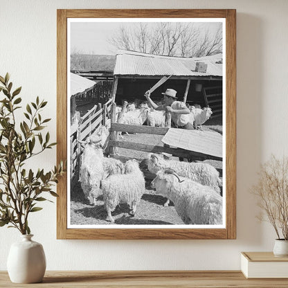 Goats Driven to Shearing Pen in Kimble County Texas 1940