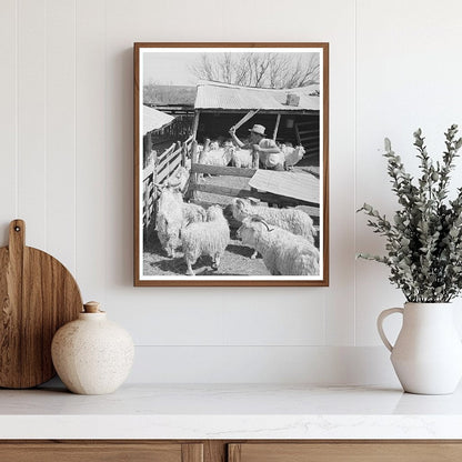 1940 Black and White Ranch Worker Guiding Goats in Texas