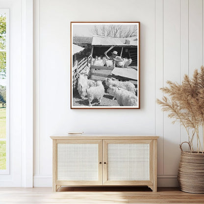 1940 Black and White Ranch Worker Guiding Goats in Texas