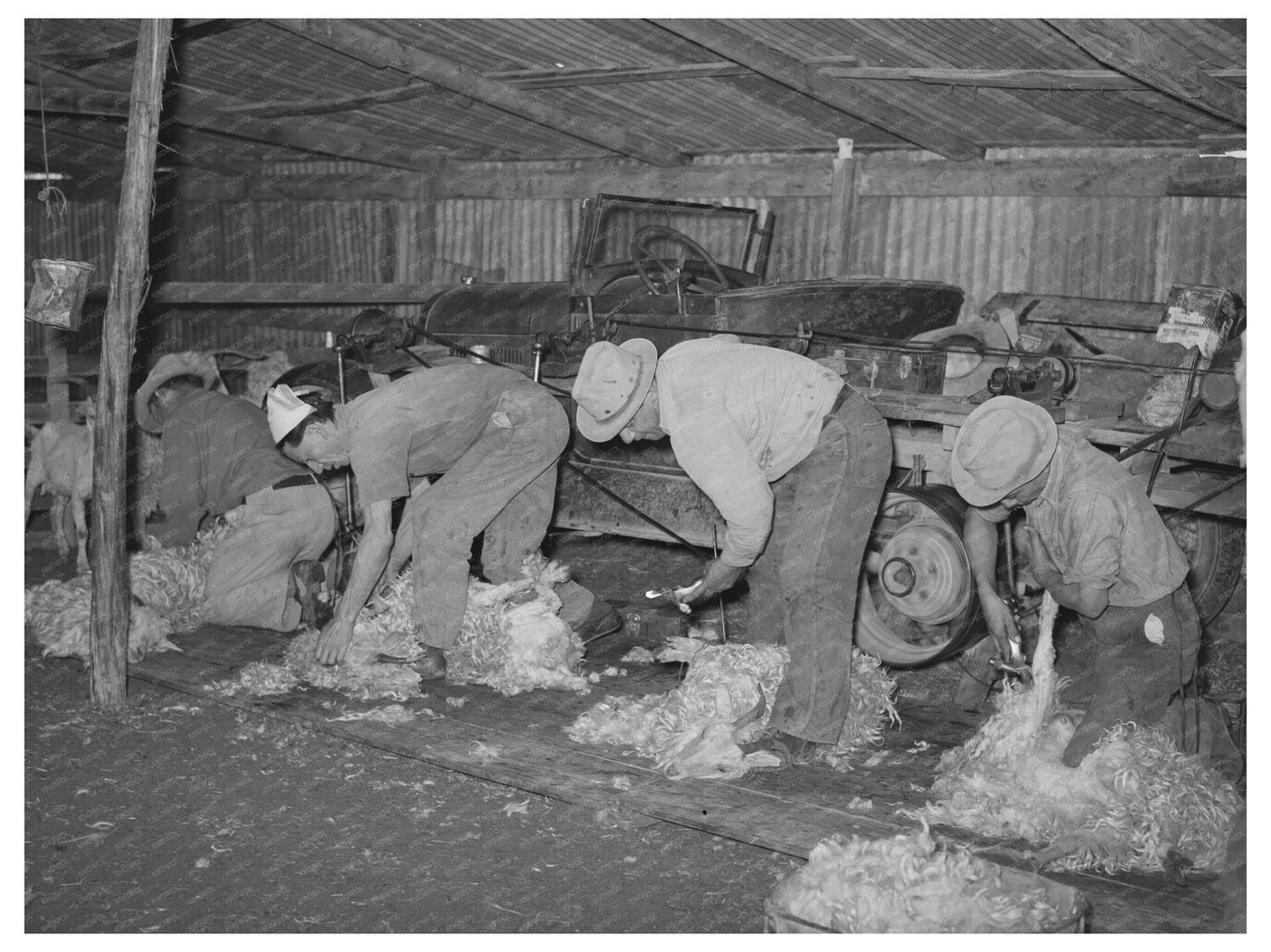 Men Shearing Goats in Kimble County Texas 1940