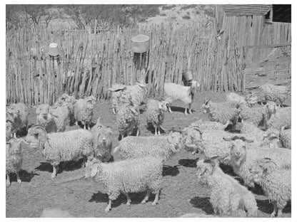 Goats in Pen Before Shearing Kimble County Texas 1940