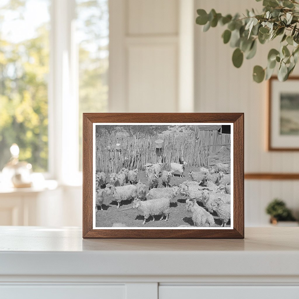 Goats in Pen Before Shearing Kimble County Texas 1940