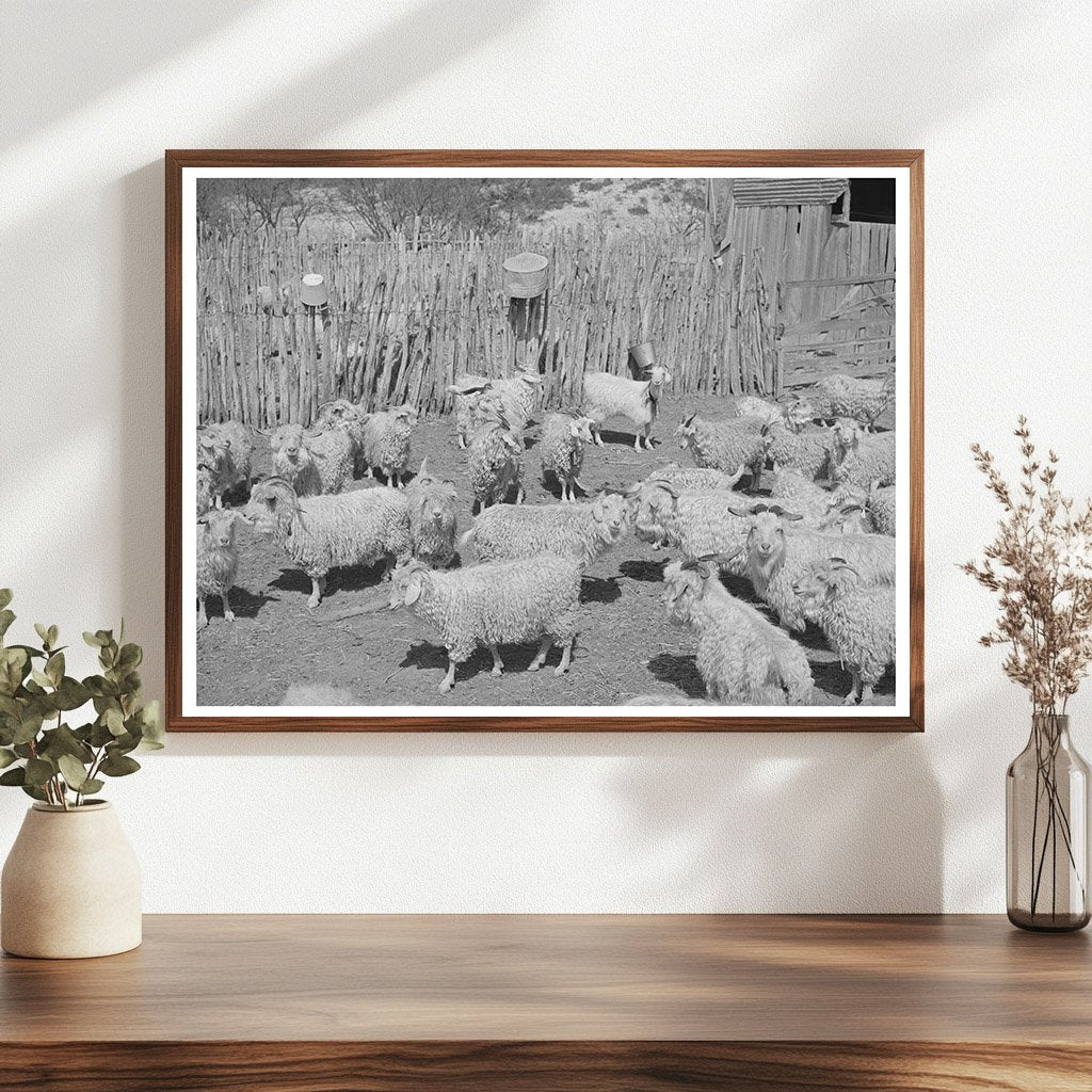 Goats in Pen Before Shearing Kimble County Texas 1940