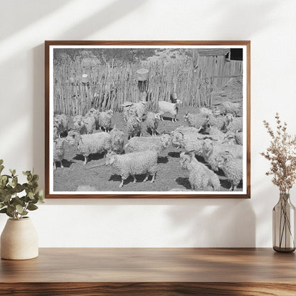Goats in Pen Before Shearing Kimble County Texas 1940