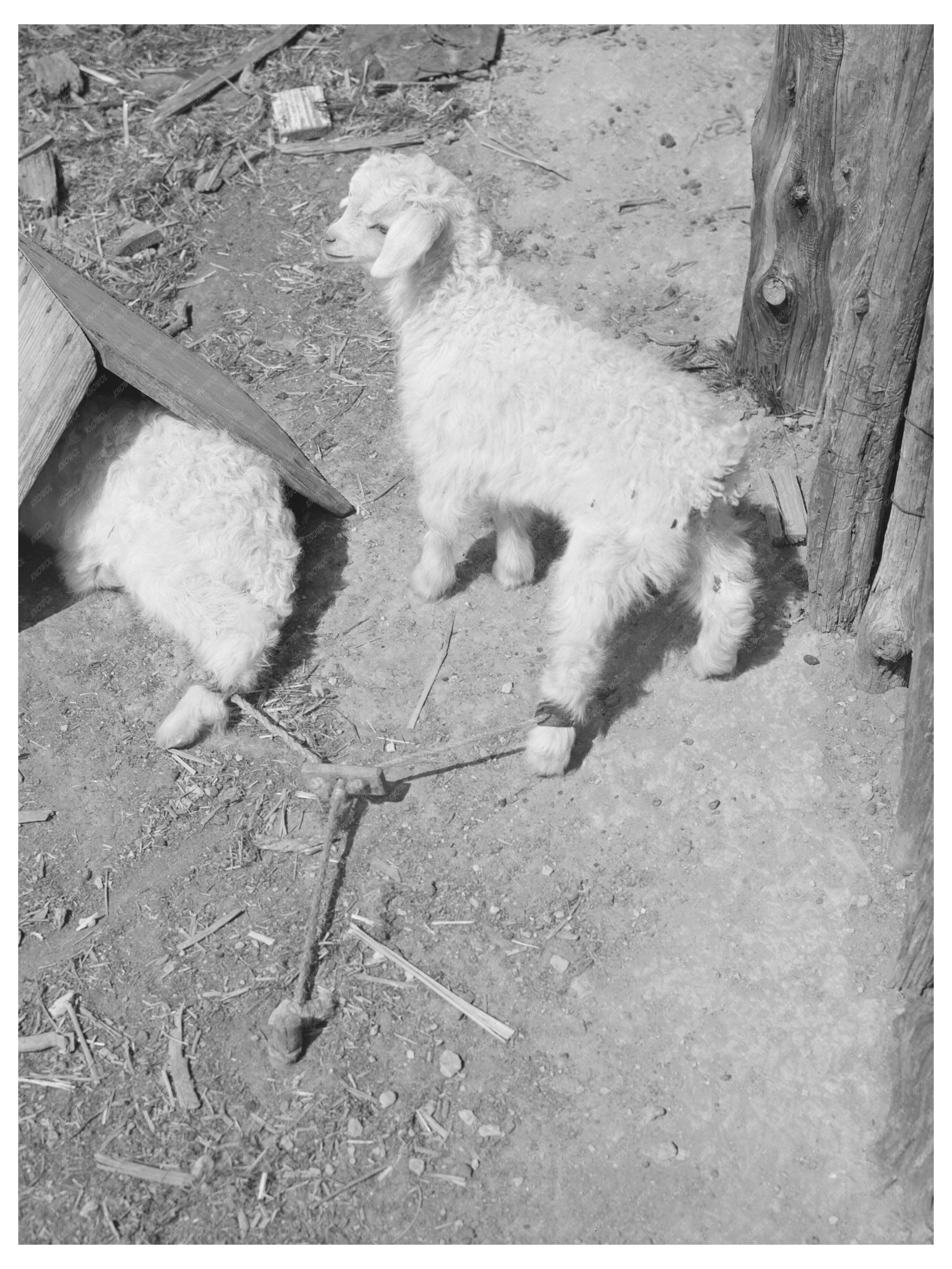 Twin Children by Shelter in Kimble County Texas 1940