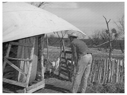 Shorn Goats Released from Shearing Pen Texas March 1940