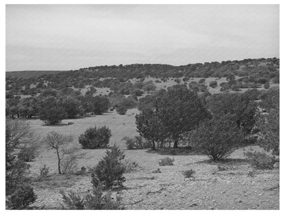 Cedar Trees in Rocky Terrain Kimble County Texas 1940