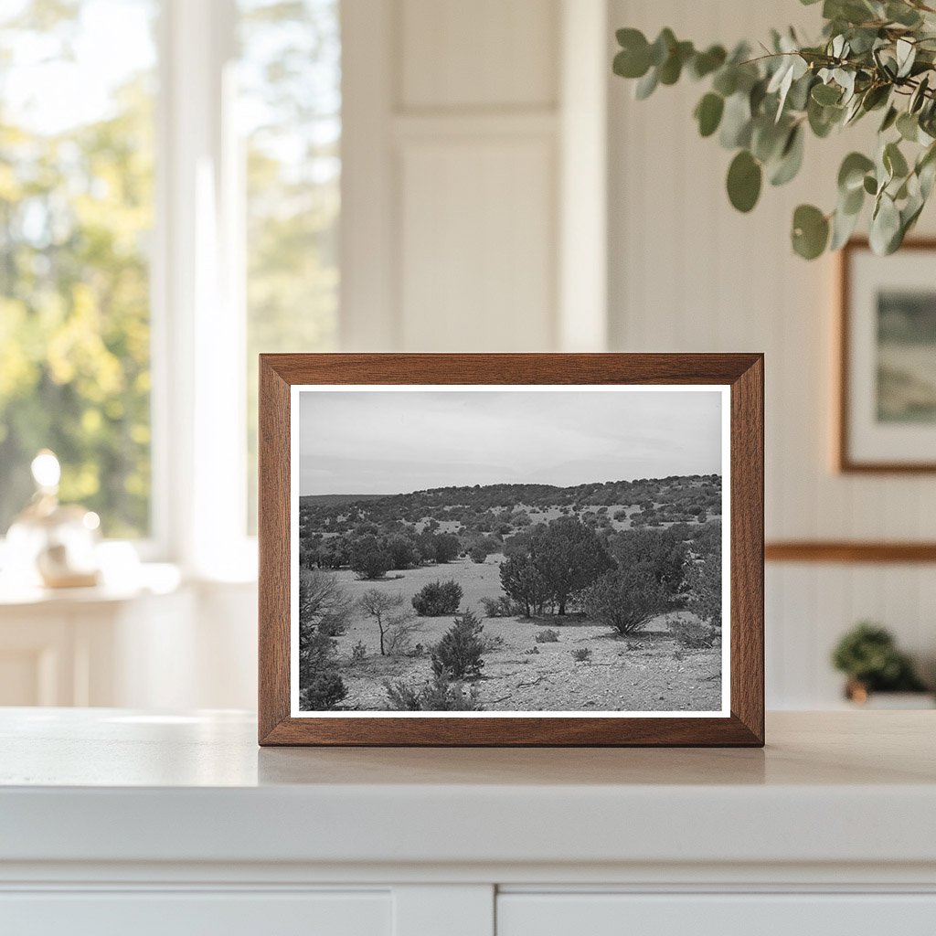 Cedar Trees in Rocky Terrain Kimble County Texas 1940