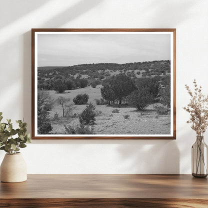 Cedar Trees in Rocky Terrain Kimble County Texas 1940