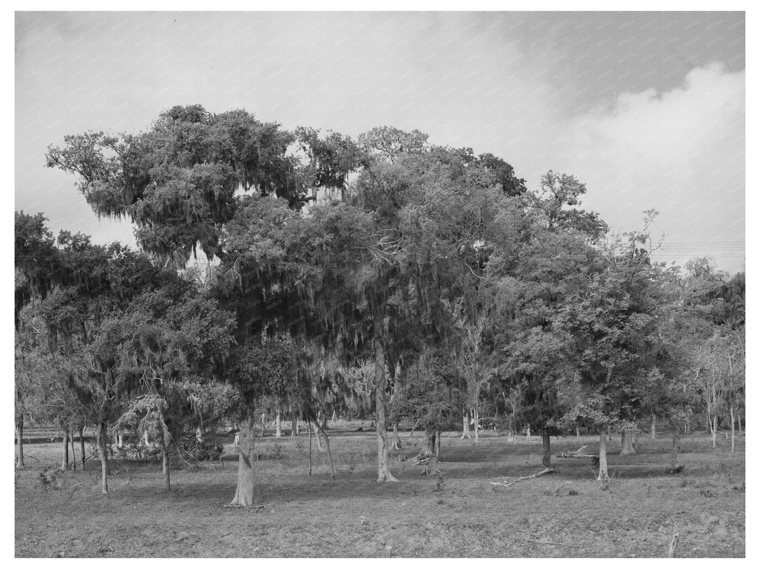 Spanish Moss in Refugio County Texas March 1940