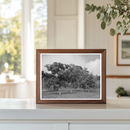 Spanish Moss in Refugio County Texas March 1940