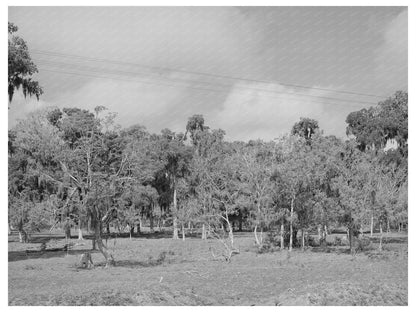 Spanish Moss Trees in Refugio County Texas March 1940