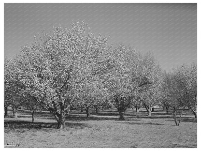 Fruit Trees Blossom in Bernalillo County New Mexico 1940