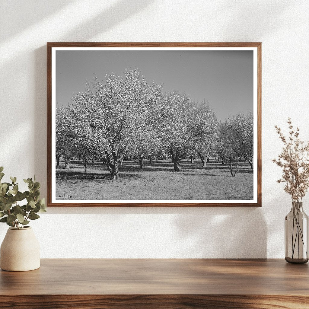 Fruit Trees Blossom in Bernalillo County New Mexico 1940