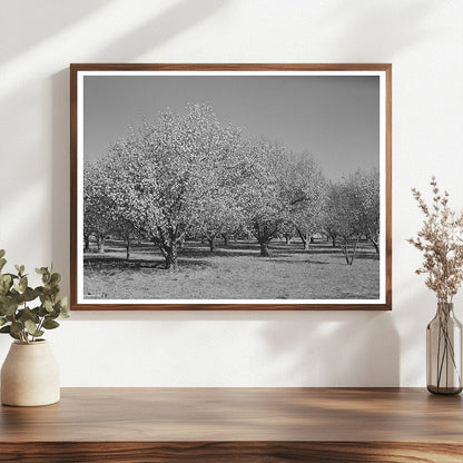 Fruit Trees Blossom in Bernalillo County New Mexico 1940