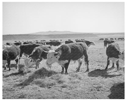 Hereford Cattle Eating Flood Irrigated Hay April 1940