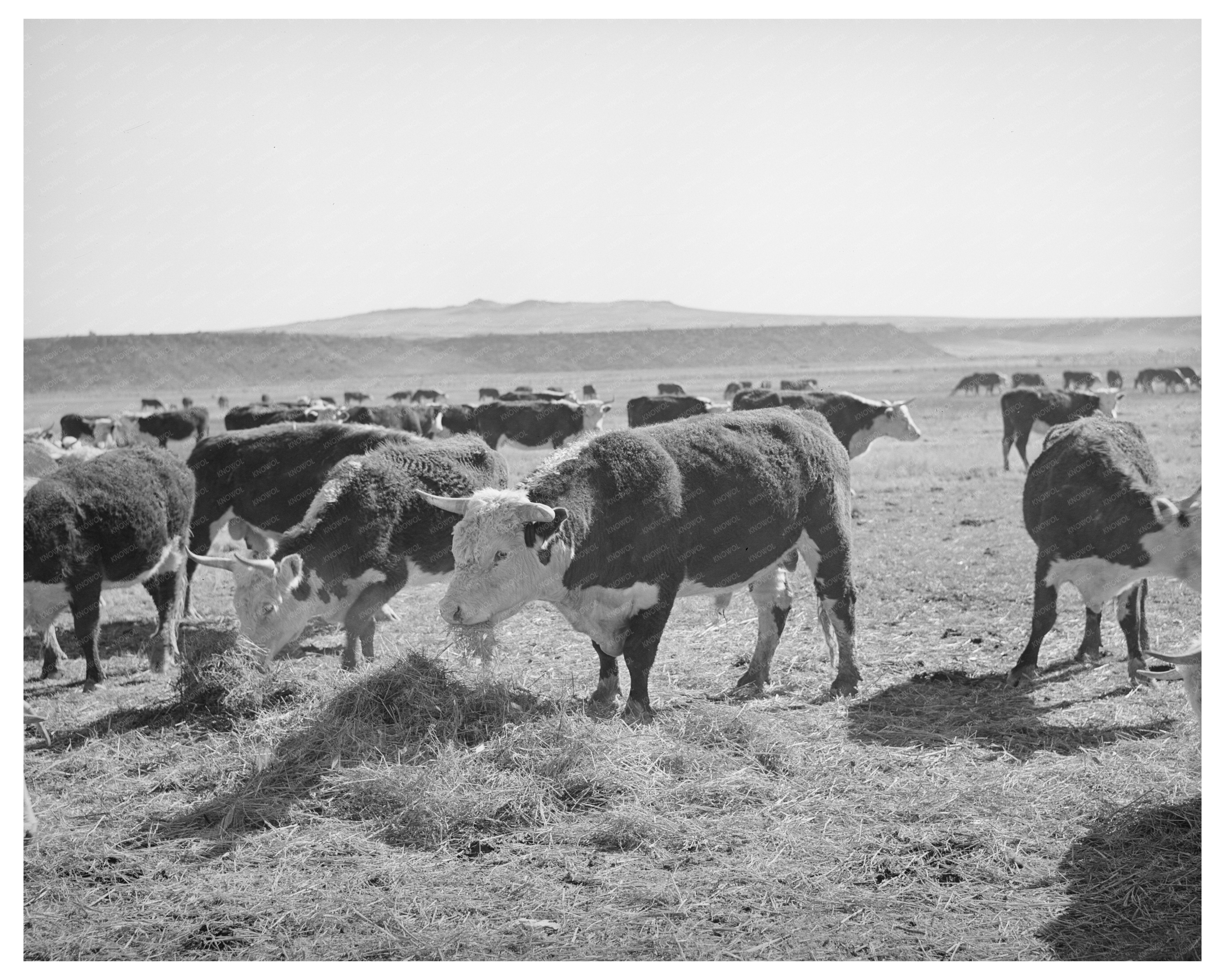 Hereford Cattle Eating Flood Irrigated Hay April 1940
