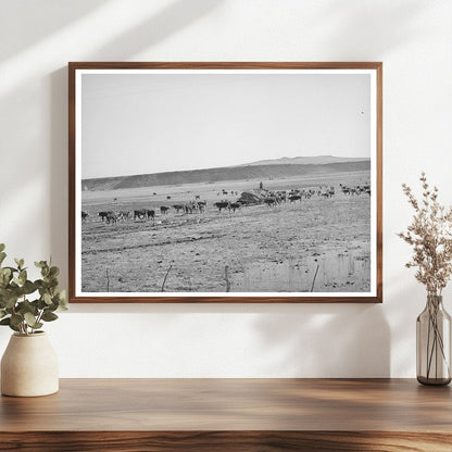 Rancher Feeding Hay in Apache County Arizona 1940