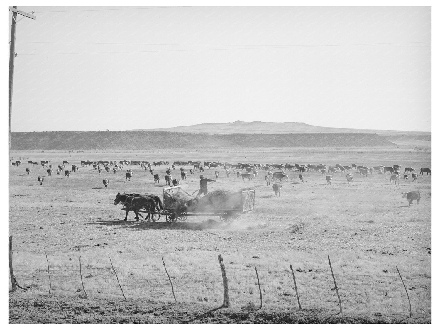 Rancher Feeding Hay April 1940 Little Colorado River Valley