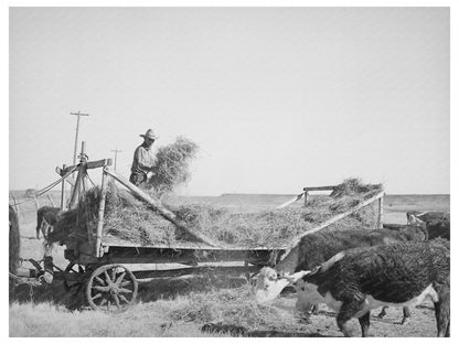 Rancher Feeding Hay in Little Colorado River Valley 1940