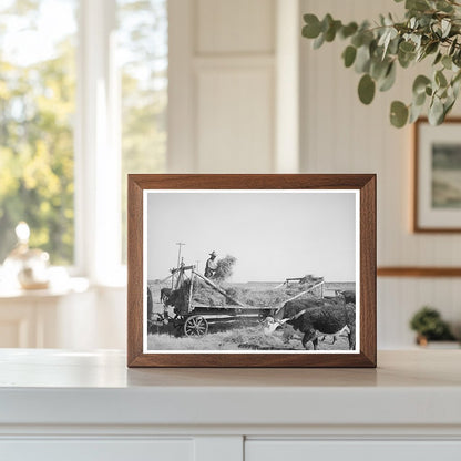 Rancher Feeding Hay in Little Colorado River Valley 1940
