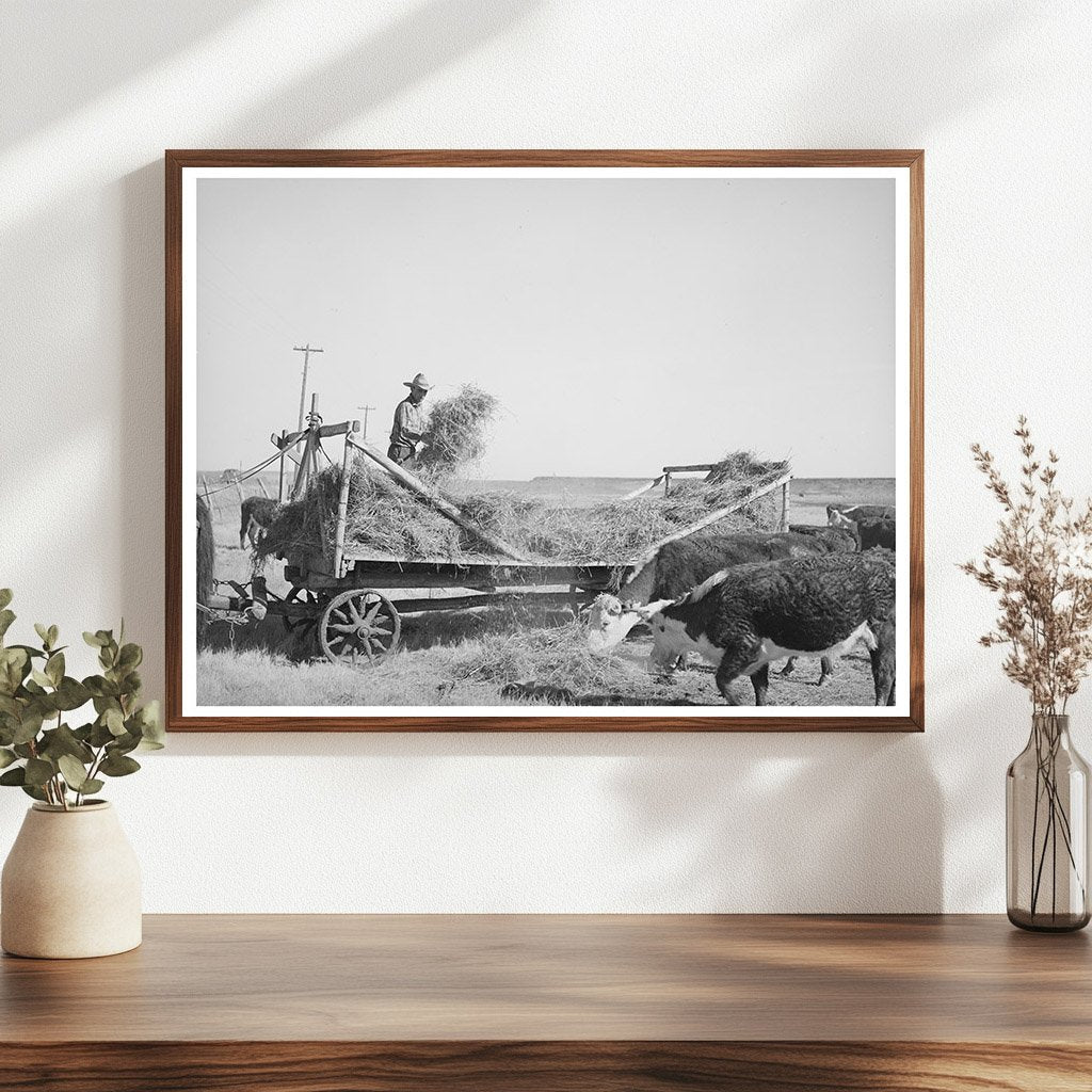 Rancher Feeding Hay in Little Colorado River Valley 1940