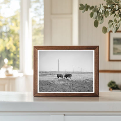 Hereford Bulls Fighting in Apache County Arizona 1940