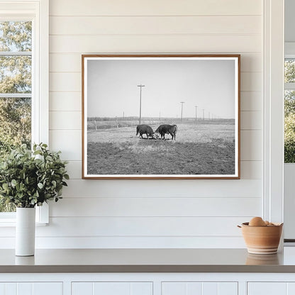 Hereford Bulls Fighting in Apache County Arizona 1940