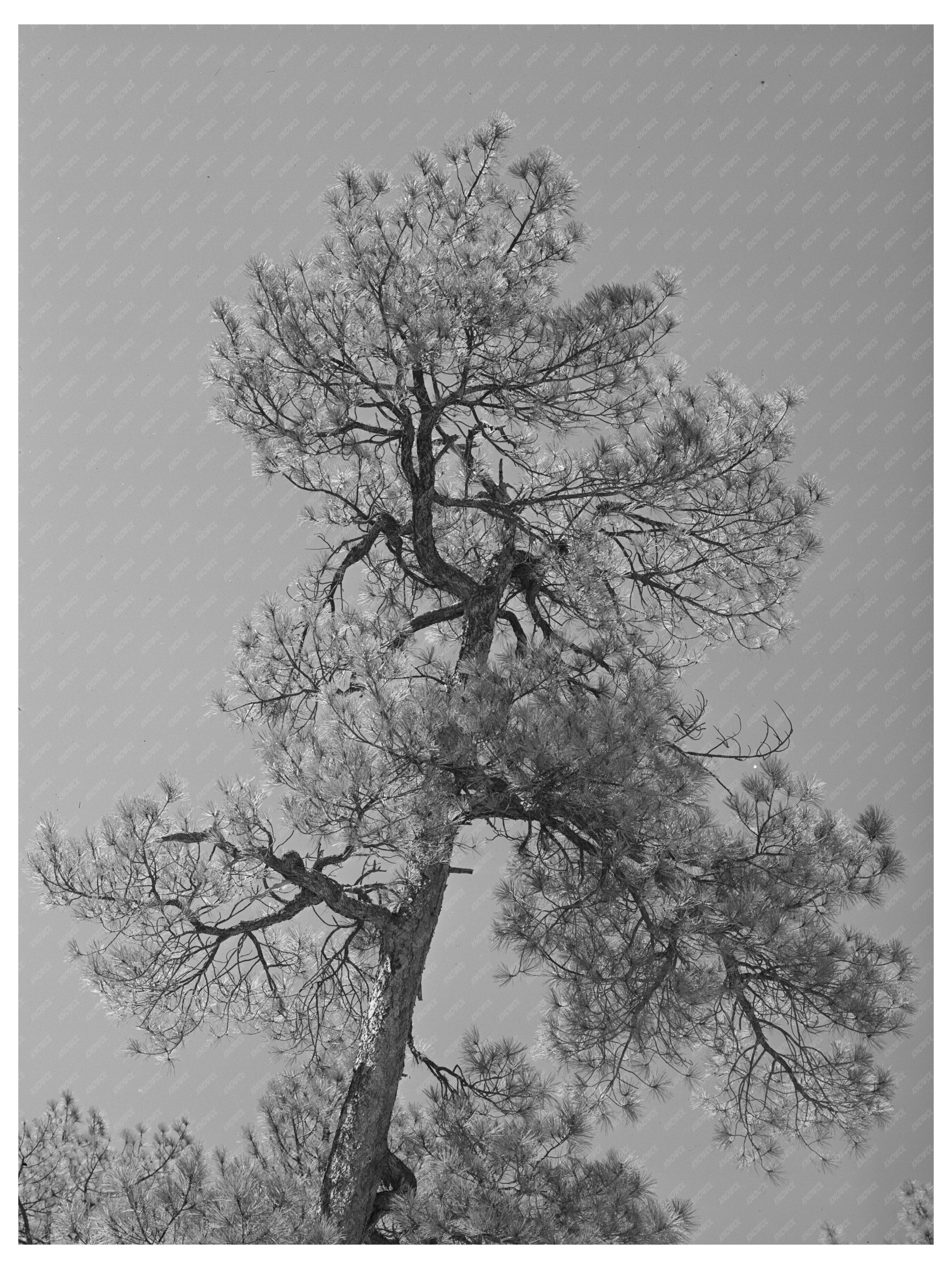 Yellow Pine Tree in Apache National Forest Arizona April 1940