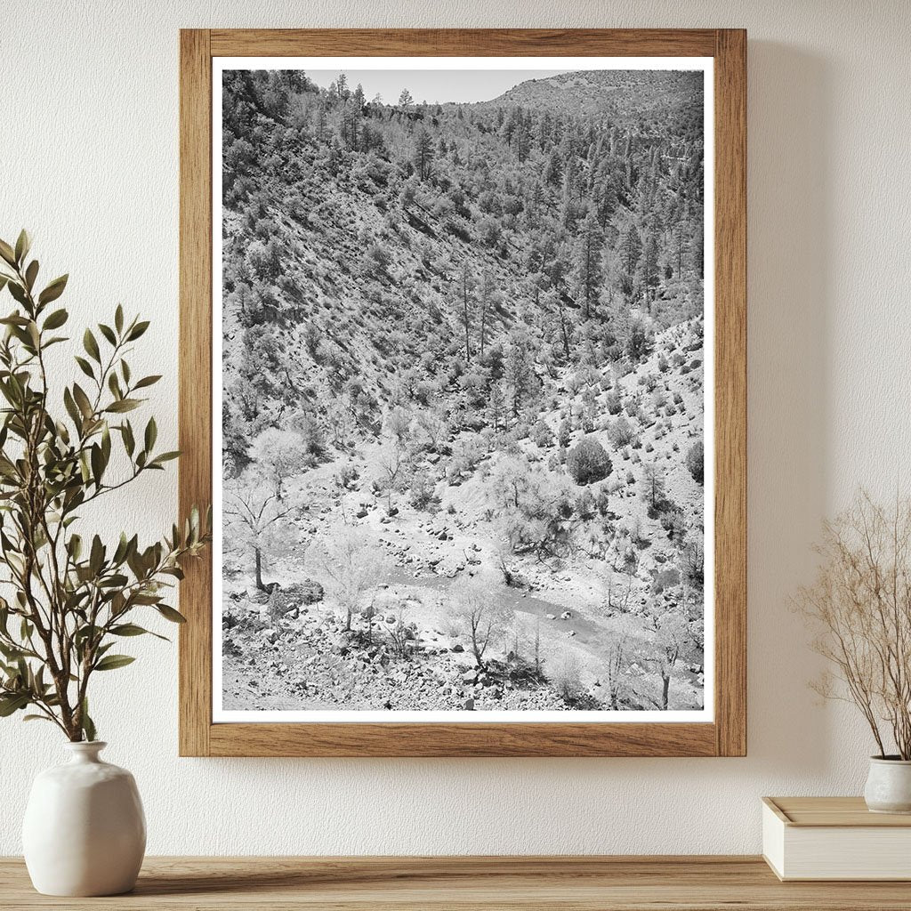 Cottonwood Trees by Carrizo Creek Navajo County Arizona 1940