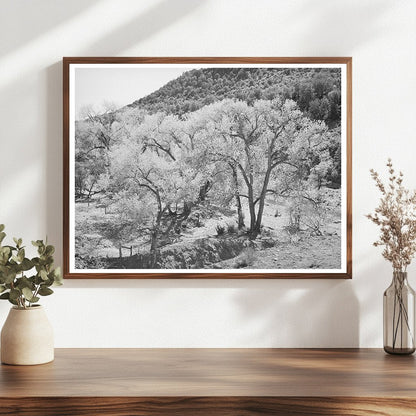 Cottonwood Trees at Carrizo Creek Navajo County Arizona 1940