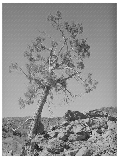 Western Juniper in Carrizo Creek Valley Arizona 1940