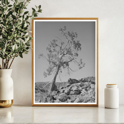 Western Juniper in Carrizo Creek Valley Arizona 1940