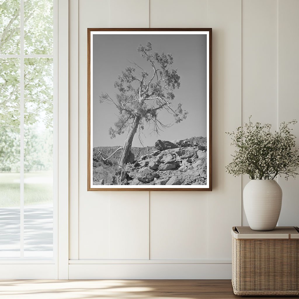 Western Juniper in Carrizo Creek Valley Arizona 1940