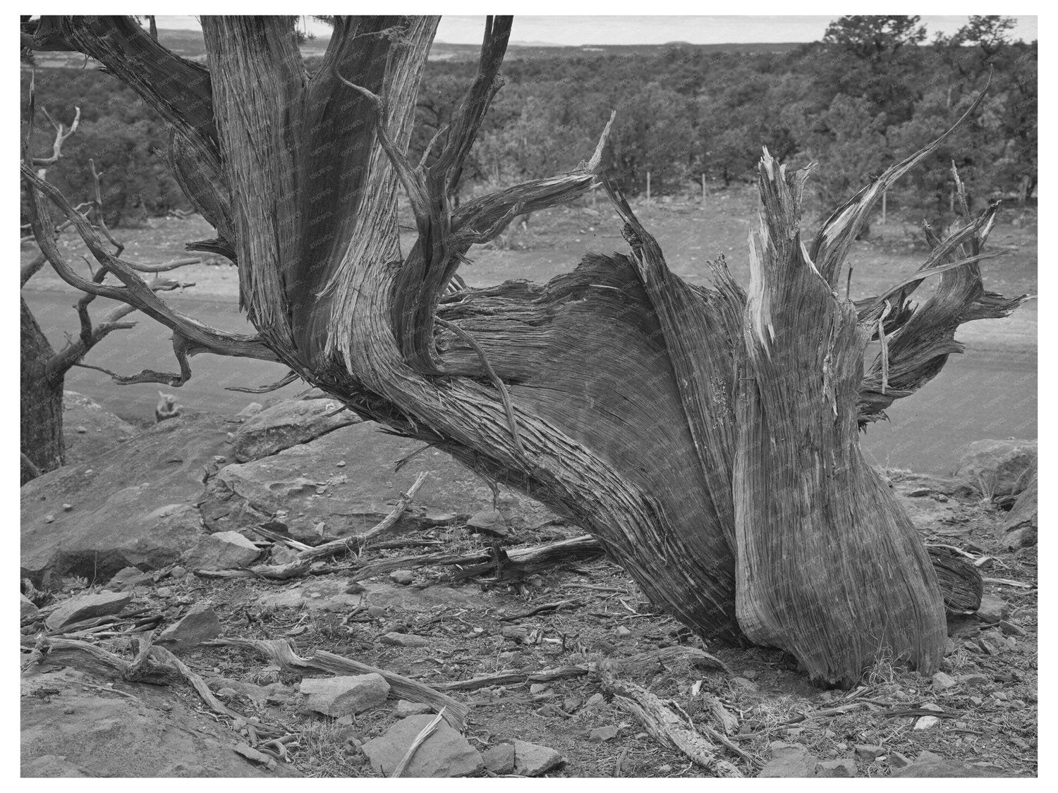 Twisted Mountain Juniper Tree Apache County Arizona 1940