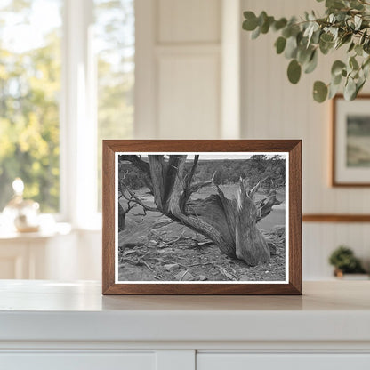Twisted Mountain Juniper Tree Apache County Arizona 1940