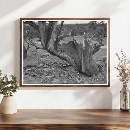 Twisted Mountain Juniper Tree Apache County Arizona 1940