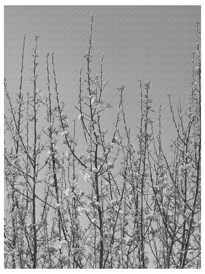 Apple Blossoms in New Mexico Orchard April 1940