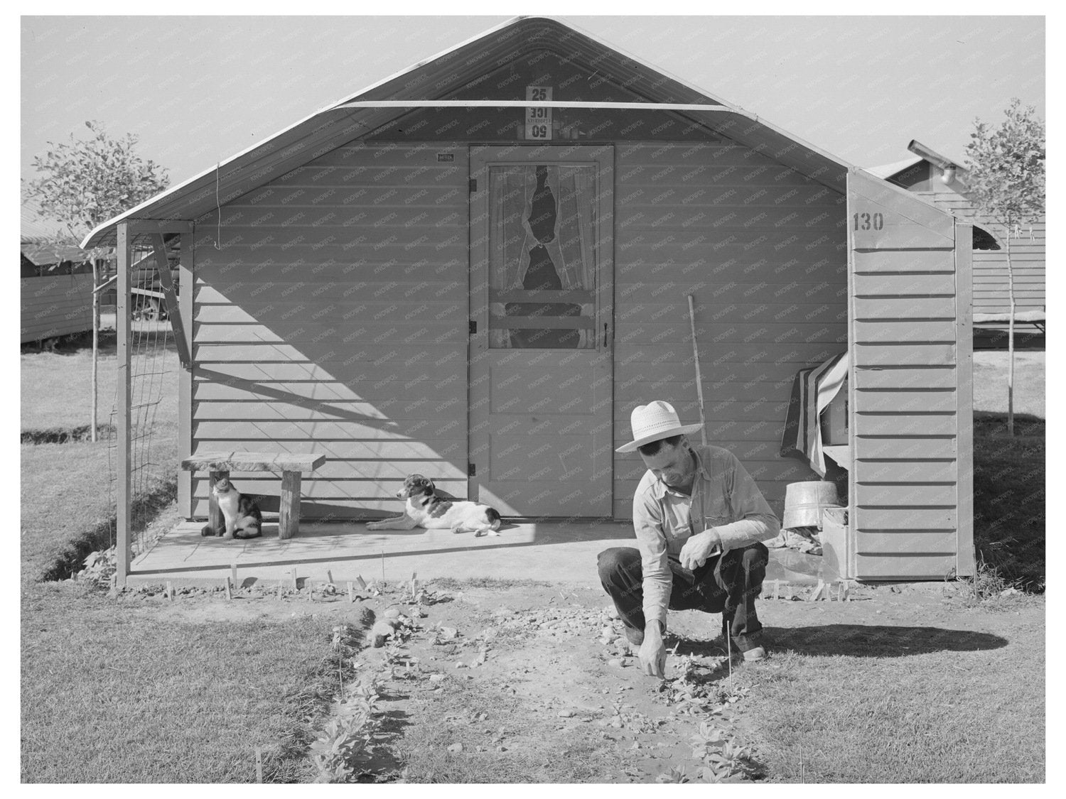 Migrant Worker Planting Flowers in Arizona 1940