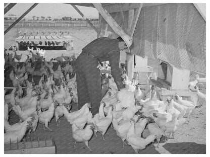 Chickens on Maricopa County Farm May 1940