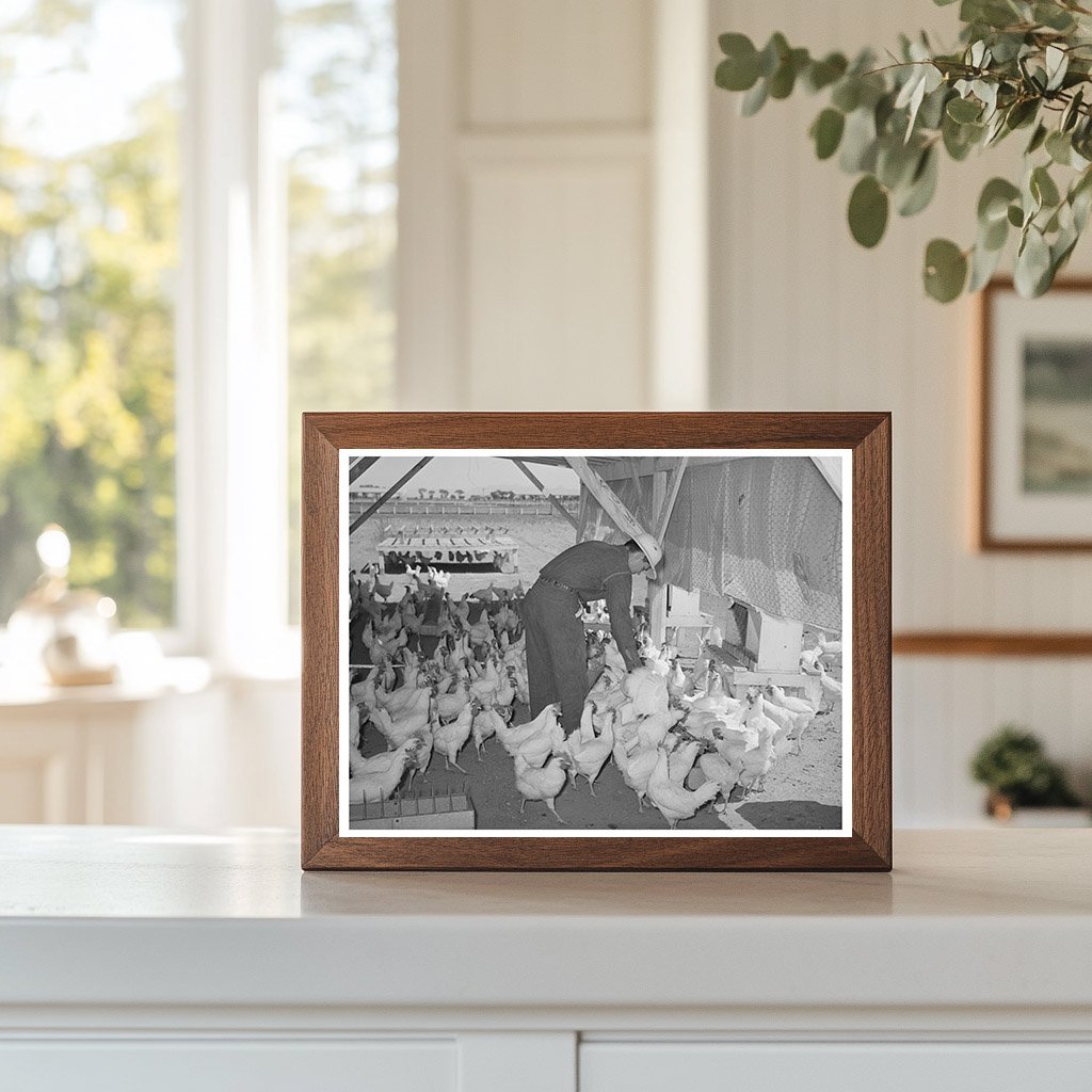 Chickens on Maricopa County Farm May 1940