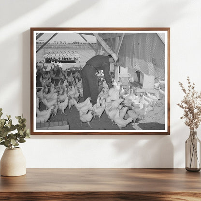 Chickens on Maricopa County Farm May 1940