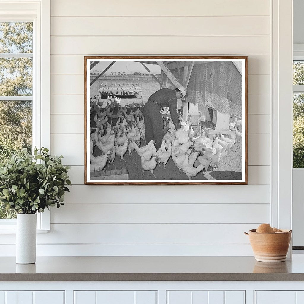 Chickens on Maricopa County Farm May 1940