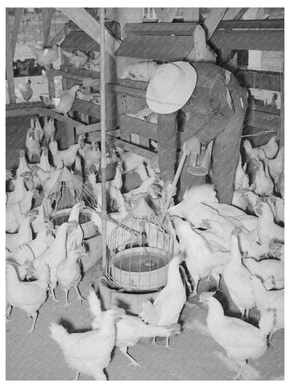 Chickens on a Farm in Chandler Arizona May 1940