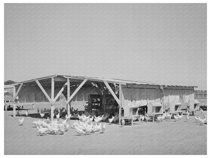 1940 Vintage Chicken Shelter at Maricopa County Farm