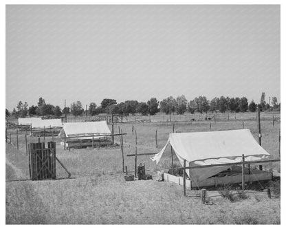 Brooder Tents for Chickens in Arizona May 1940