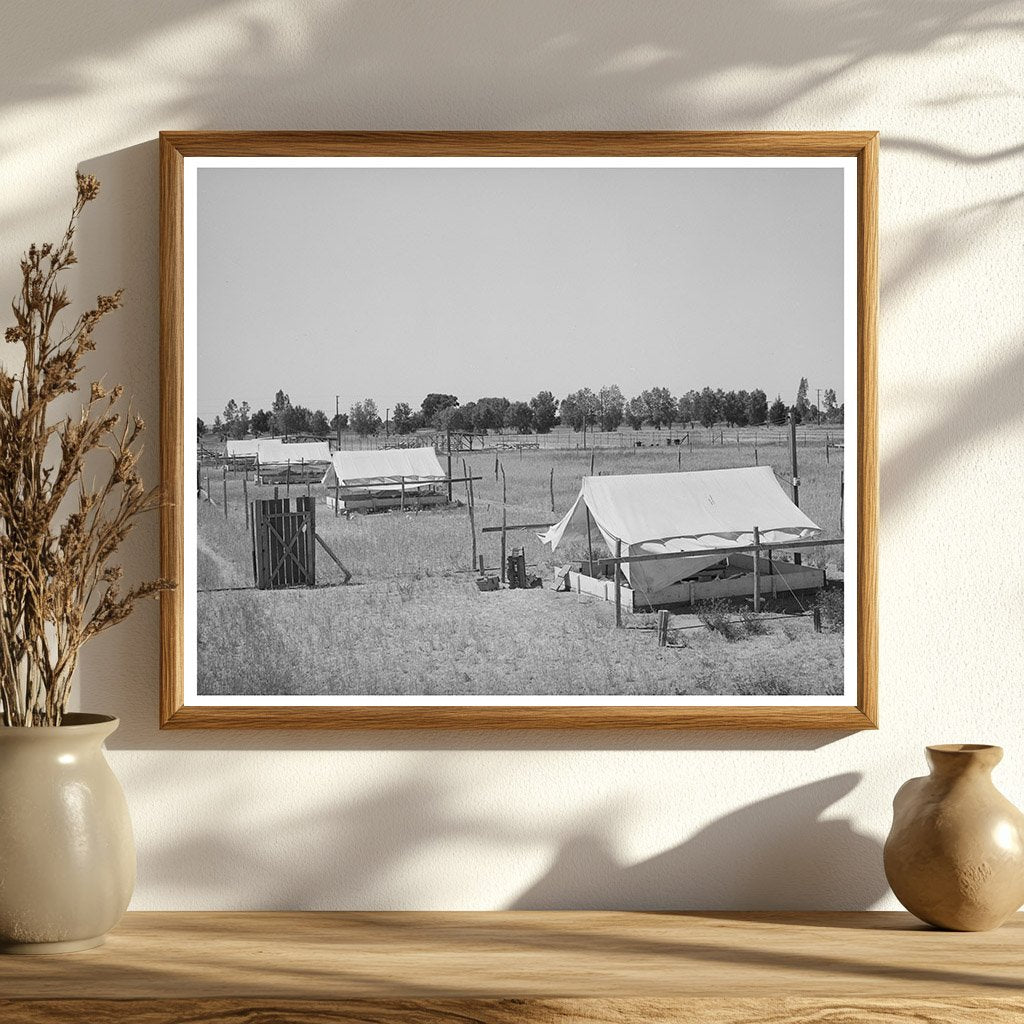 Brooder Tents for Chickens in Arizona May 1940