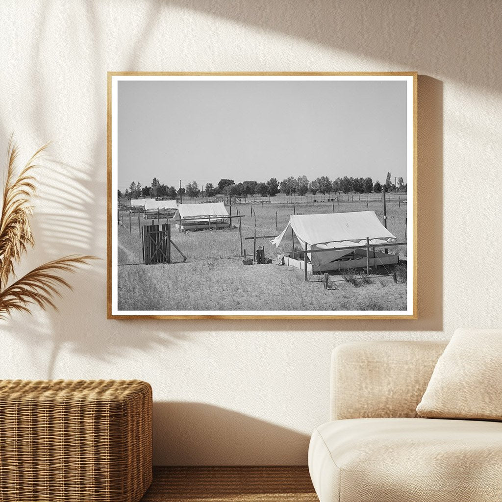 Brooder Tents for Chickens in Arizona May 1940